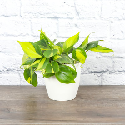 Live Brazil Philodendron Plant in Classic Pot
