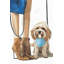 «Fashionable Cavoodle Dog» sur toile-99613188
