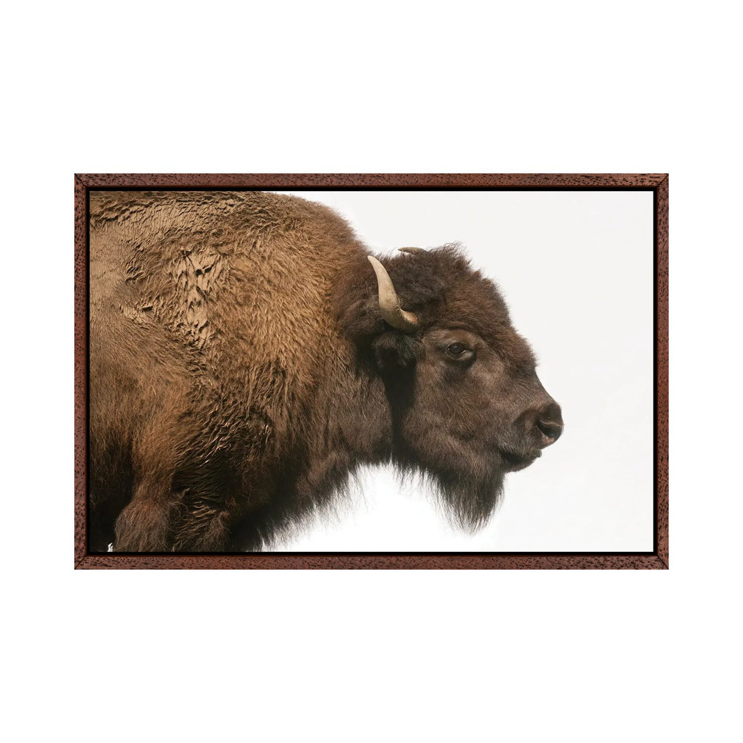 Bison Mother & Calf Graze At The Tallgrass Prairie Preserve Near Pawhuska, Oklahoma II von Joel Sartore - Gallery-Wrappe...