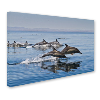 Ann «Dolphins», reproduction de photo sur toile tendue