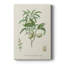 Amande antique botanique II - galerie Cavas sur mesure-630711488