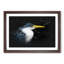 Pied Heron - Picture Frame Graphic Art Print-56861555-56861556