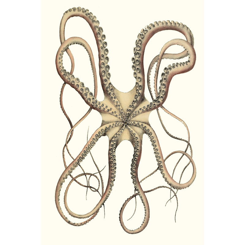 Antique Octopus Collection IV - Graphic Art, 122cm H x 81cm W, Black Floater Framed