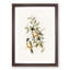 Buff-Sided Robins by Elizabeth Gould - Picture Frame Art Print-55512995-55512994