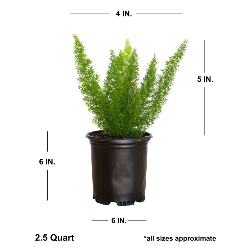 2.5 Quart Foxtail Fern in Black Plastic Pot
