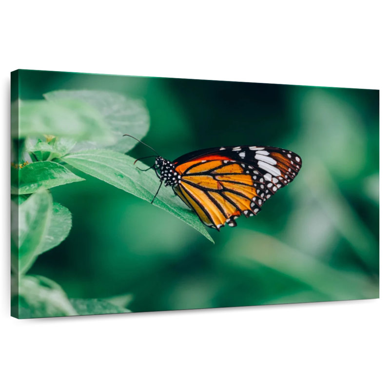 Brampt papillon orange, H 16 po x l 24 po
