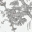 San Cristobal Toile Wallpaper-62659599