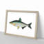 Vimba Carp Fish by George Shaw - Framed Print-55641080-55641082