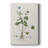 Buttercup Study -Custom Wrapped Gallery Cavas