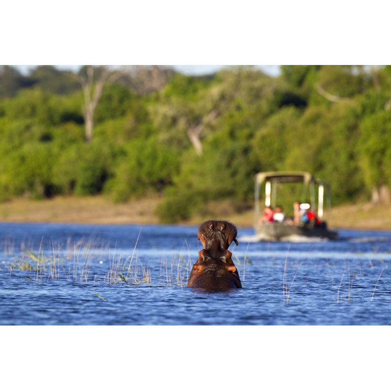 Hippo Warning by LyleGregg - Print, 61cm H x 91cm W