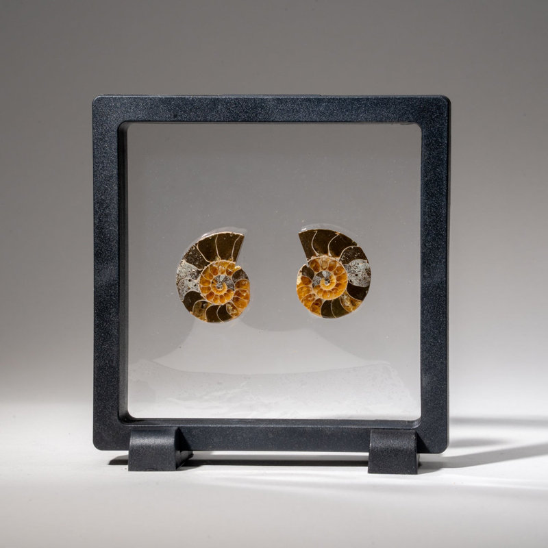 Two Genuine Polished Calcified Ammonite Halves in Display Box (15 Grams)