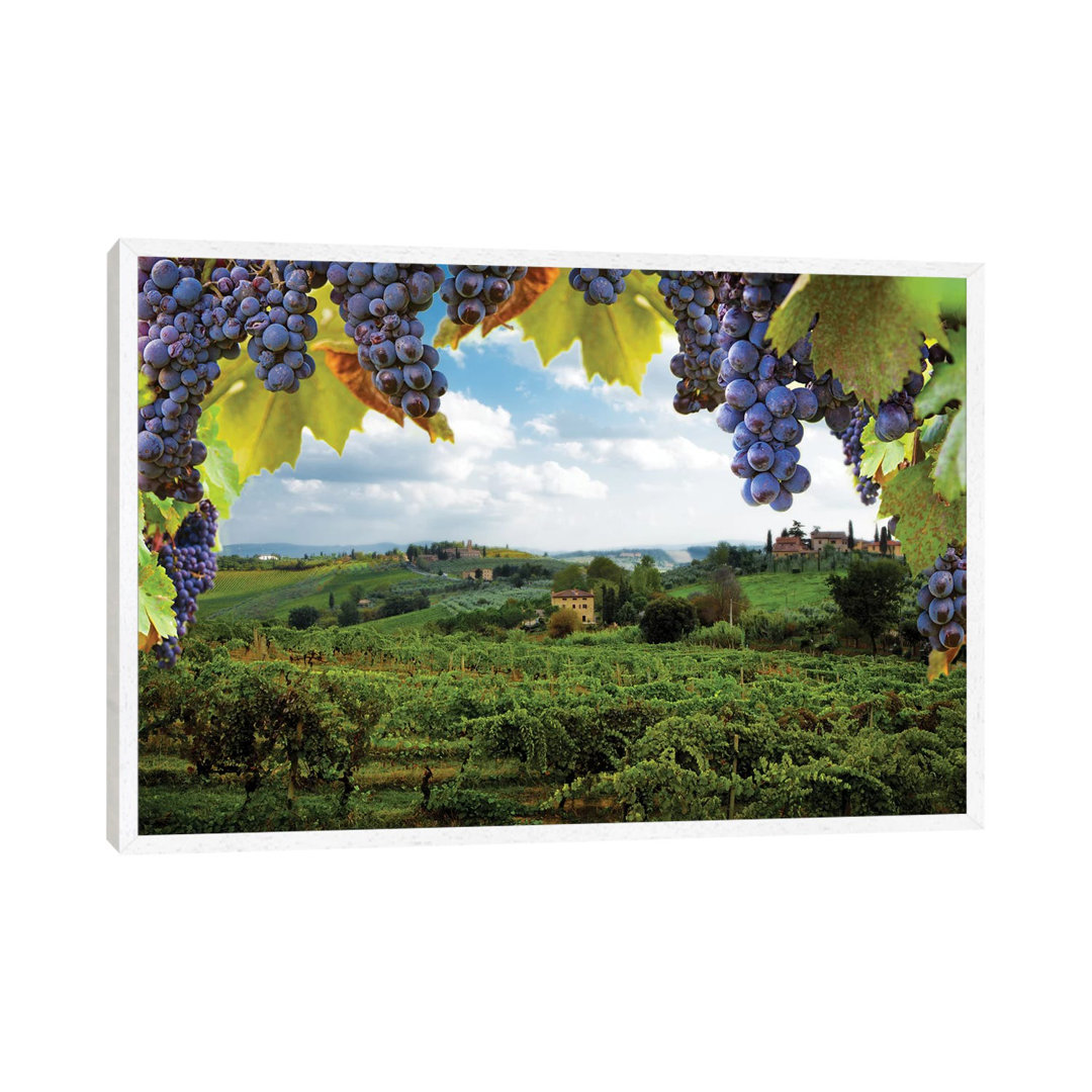 Vineyards In San Gimignano Italy by Susan Schmitz - Print on Canvas