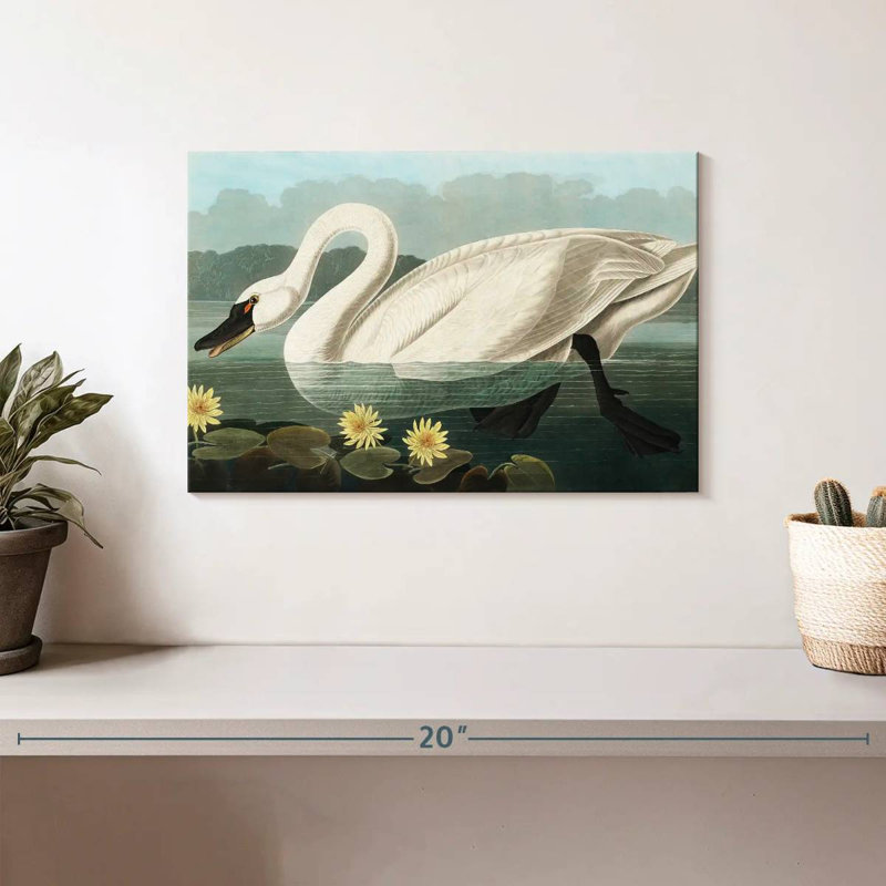 Brampt Common American Swan, 8" H x 12" W