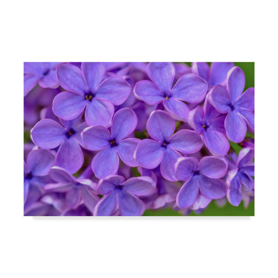 « lilas fleur », reproduction de photo sur toile tendue