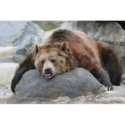 " Brown Bear Laying "