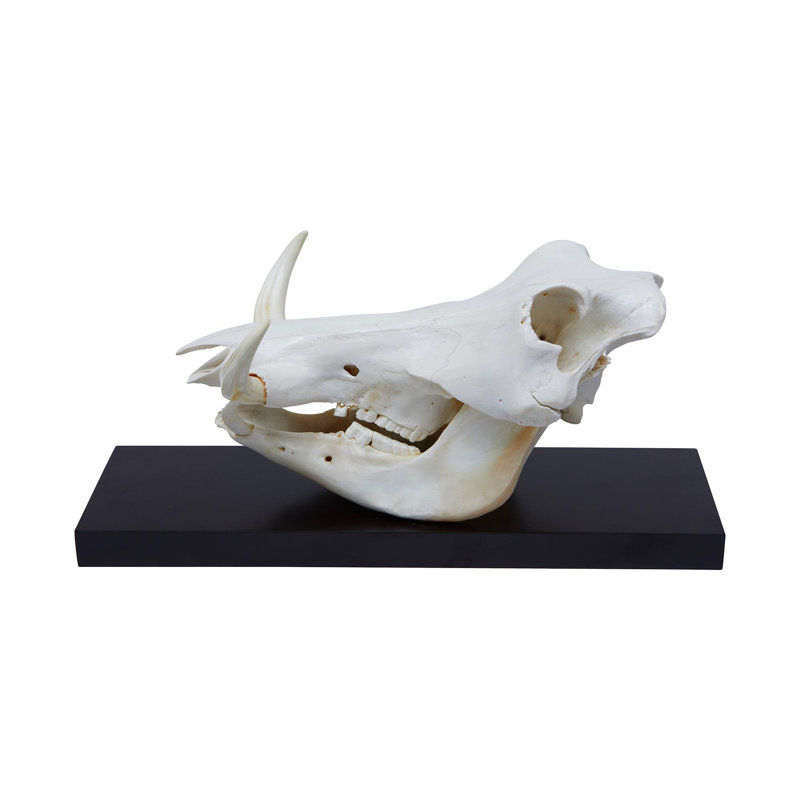 Mounted Warthog Skull
