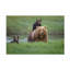 Art sur toile "Bachelor Renee Doyle" avec maman-109345448