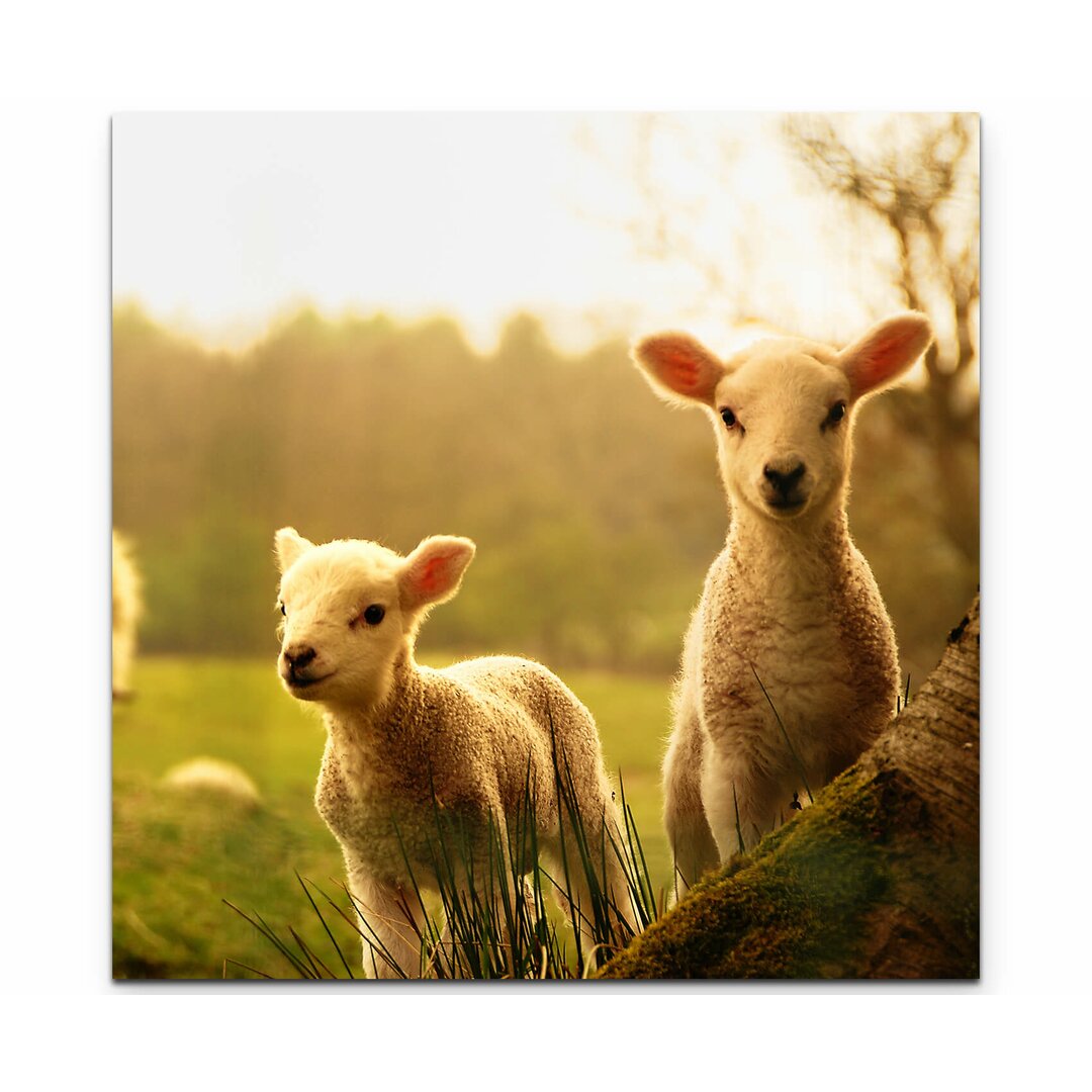 Leinwandbild Lämmer im Frühling