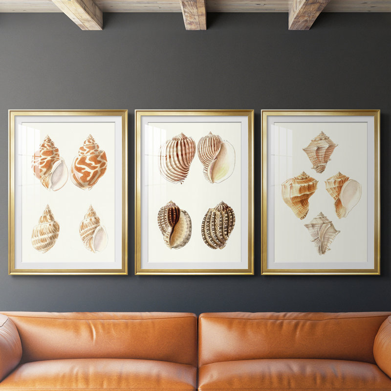 Lamarck Shells IV - reproduction encadrée sur mesure de qualité supérieure mate - 3 pièces, H 19 po x l 27 po, Doré