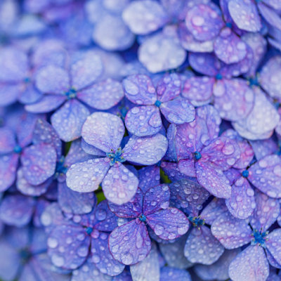 Purple Hydrangea - Wrapped Canvas Print