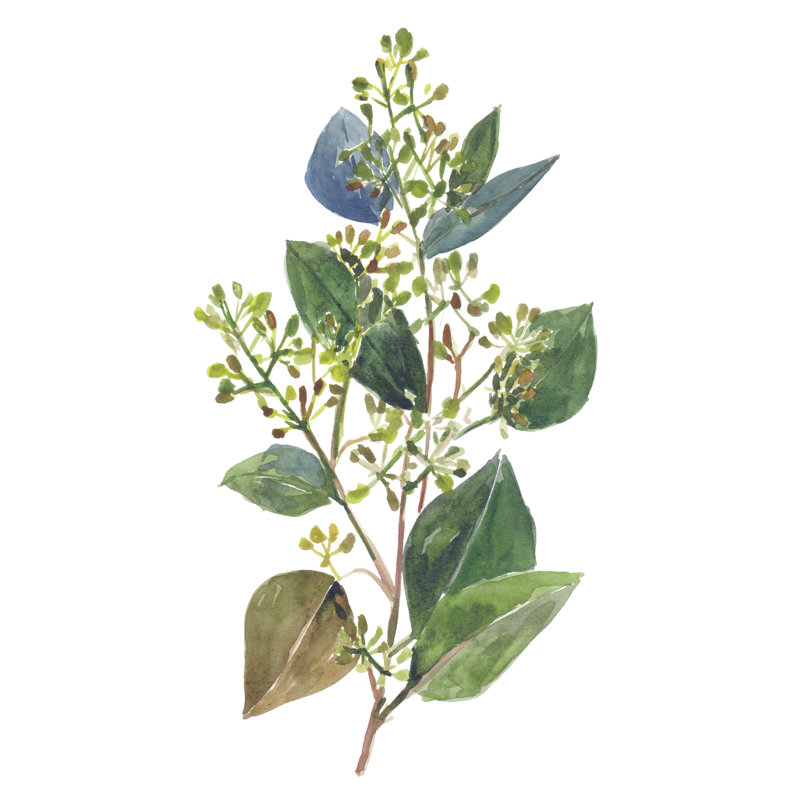 «Seeded Eucalyptus II» par Melissa Wang - reproduction d'art sur toile tendue, H 48 po x l 32 po
