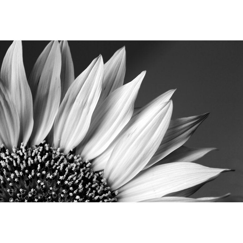 Tournesol en noir et blanc par Leitnerr - Photographie sur toile tendue, H 8 po x l 12 po