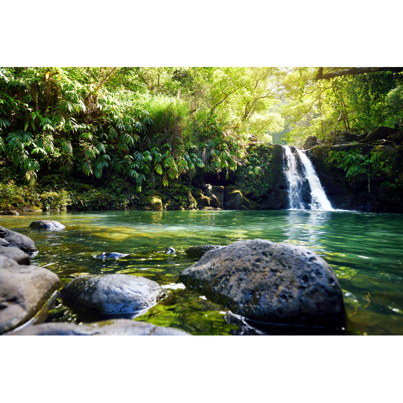 Dense Tropical Rainforest by MNStudio - Wrapped Canvas Print, 51cm H x 76cm W