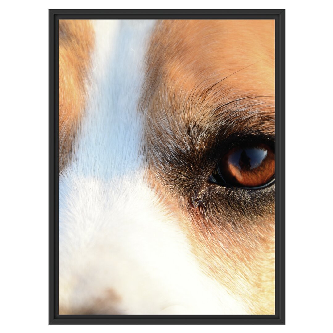 Gerahmtes Wandbild große Beagle-Augen