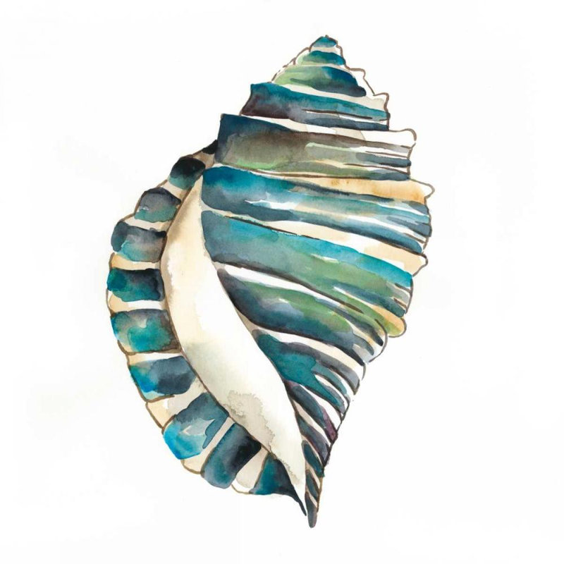"Dovecove Zarris", art graphique sur toile tendue Chariklia: Aquarelle Shells I, H 20 po x l 20 po