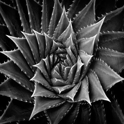 Succulent I by Mia Jensen - Wrapped Canvas Art Prints
