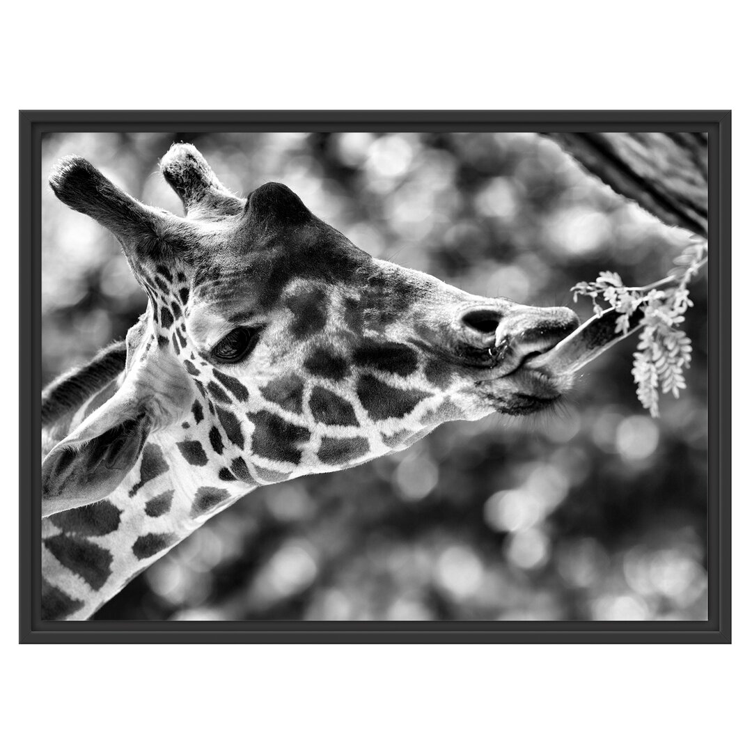 Gerahmtes Wandbild Giraffe Gesicht