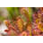 Sundew Closeup by Robas