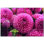 4.25'' x 4.25'' Satin Ceramic Decorative Mural