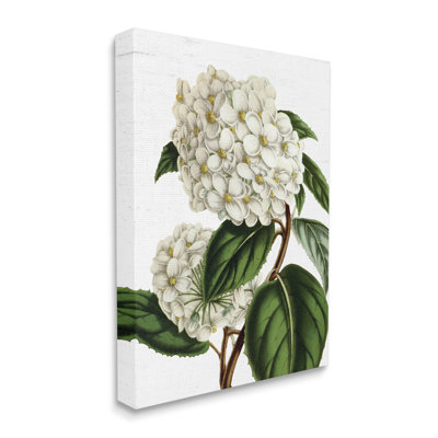 " Begonia Opuliflora Flower Stem Vintage Botanical Study " by Lettered And Lined