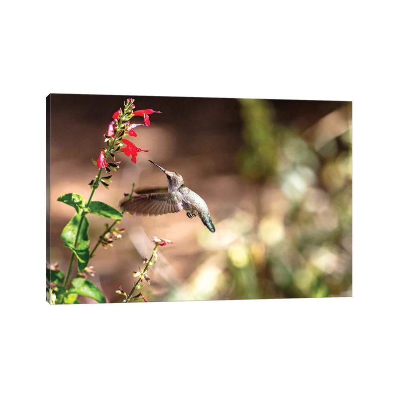 Colibri en vol avec une fleur sauvage rouge par Susan Schmitz - reproduction d'art, H 8 po x l 12 po x P 0,75 po, Aucun mat