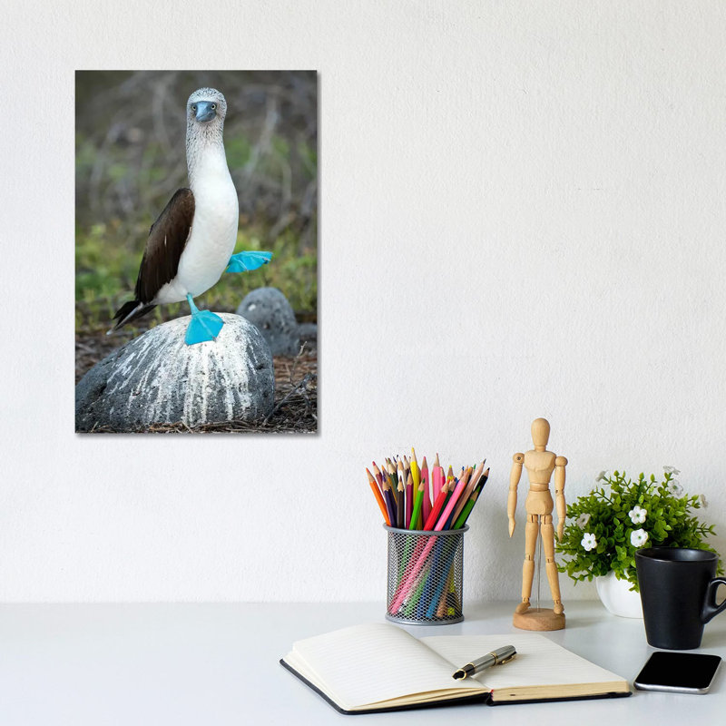 Blue-Footed Booby Performing Foot-Lifting Courtship Display, Seymour Island, Galapagos Islands, Ecuador by Tui De Roy - Wrapped Canvas Print