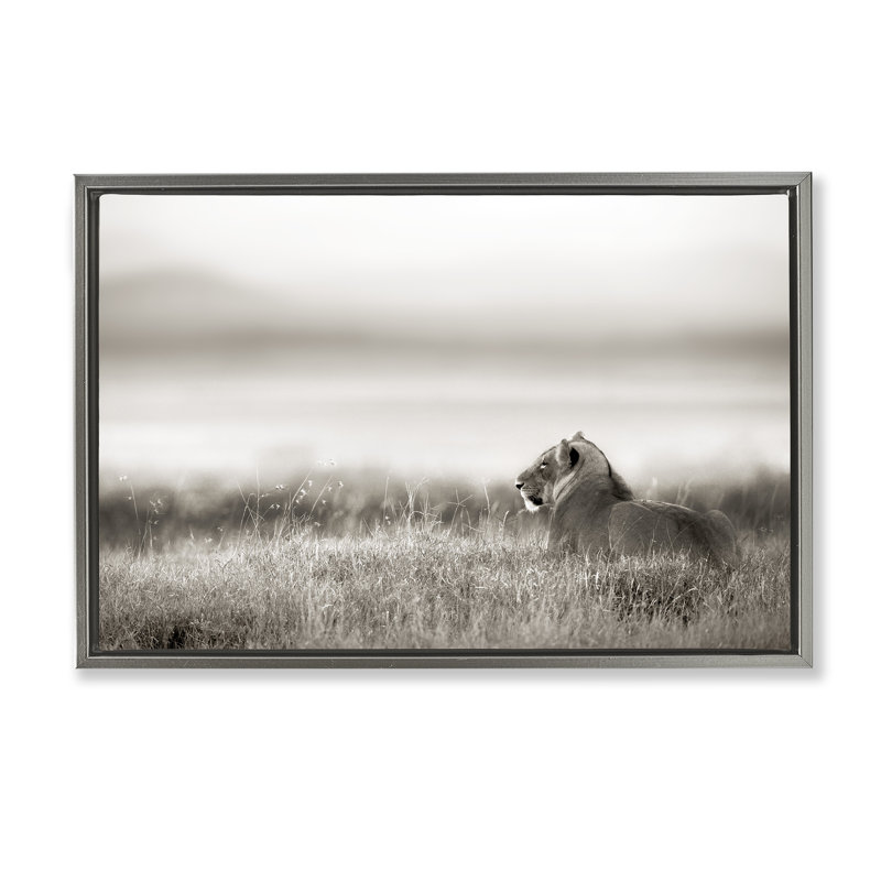 Lion au repos dans l'herbe de savane, Cadre flottant gris lustré, H 21 po x l 31 po