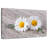 Harnek Two Chamomile Flowers-107472356