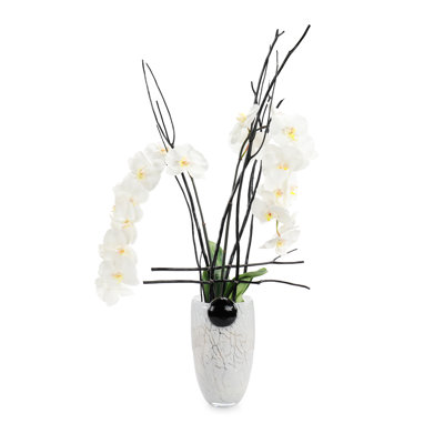 Minuit Phals