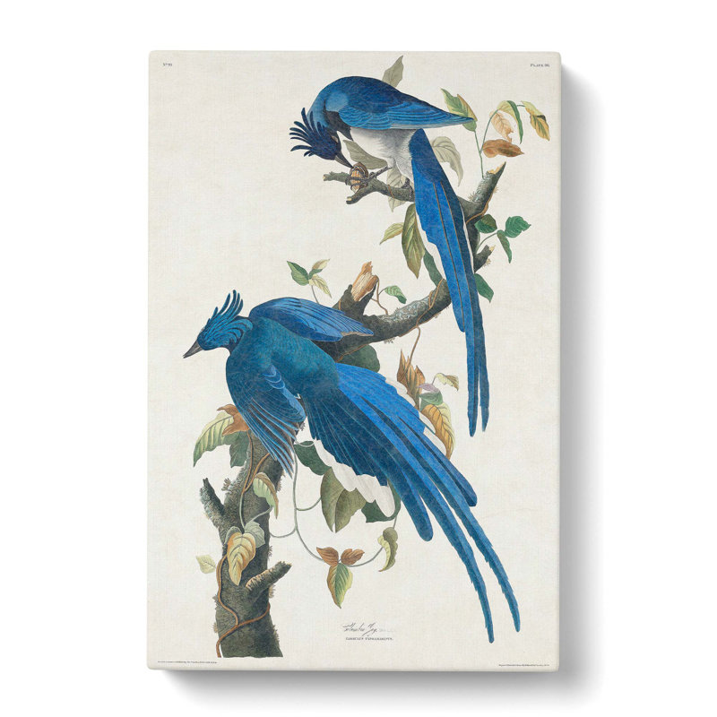 Columbia Jay - Wrapped Canvas Painting, 76cm H x 50cm W x 3cm D