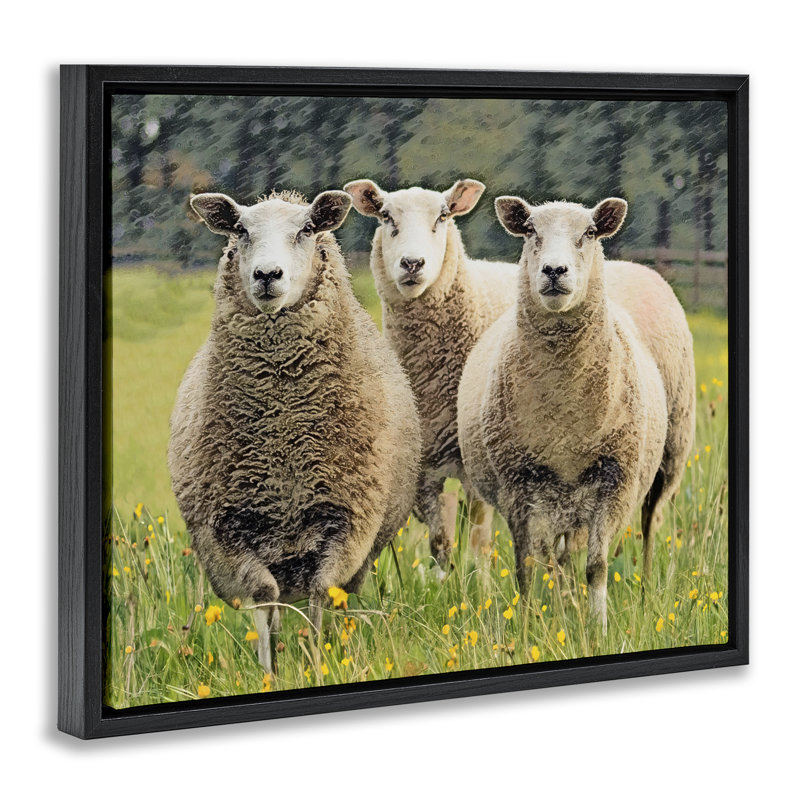 «Sheep Grazing in Grass», art mural encadré sur toile flottante par Sundance Group, LLC., Cadre flottant noir de jais
