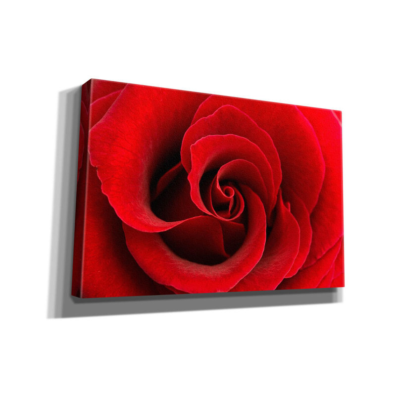 Red Rose 03 par Tom Quartermaine, H 12 po x l 18 po