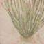 Ocotillo by Paul Meyer-201348223