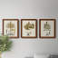 Fern Botanical I - Ensemble de 3 peintures sur toiles encadrées-772660934-772660936