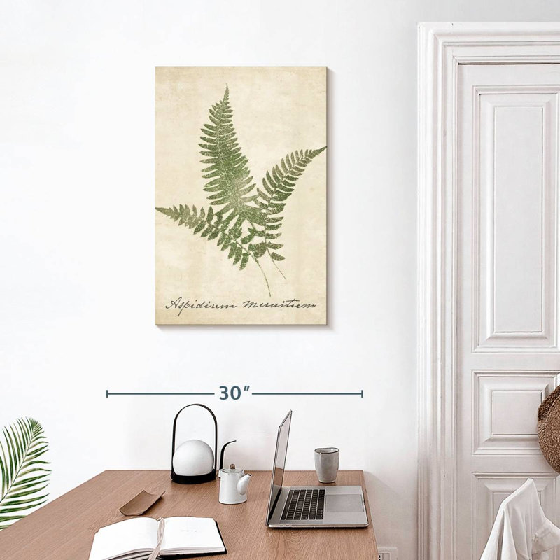 Harnek Vintage Ferns I, 30" H x 20" W
