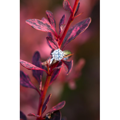 Engagment Ring on Barberry by Christopherbernard