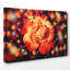 Orange Rose Photographic - Wrapped Canvas-19041817