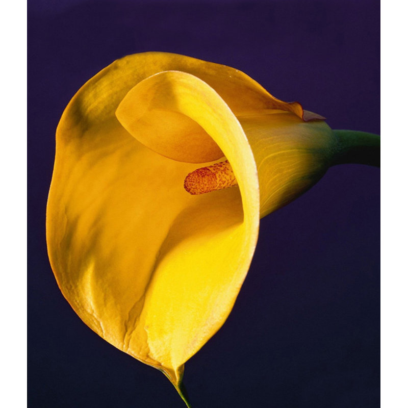 Calla Lily, 1987, 42" H x 36" W