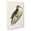 A Three-Toed Woodpecker by Von Wright - Wrapped Canvas-55368112