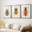 Beetle Bug I - reproduction sur mesure encadrée de qualité supérieure - 3 pièces